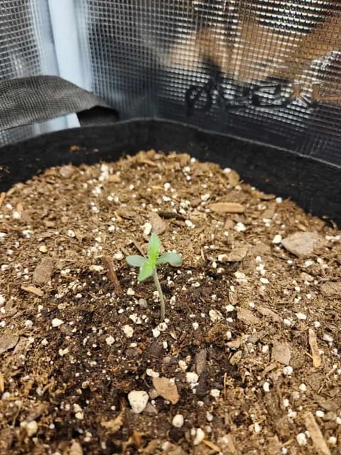 Autoflower grow. my first grow — seedling_rooting, day 6