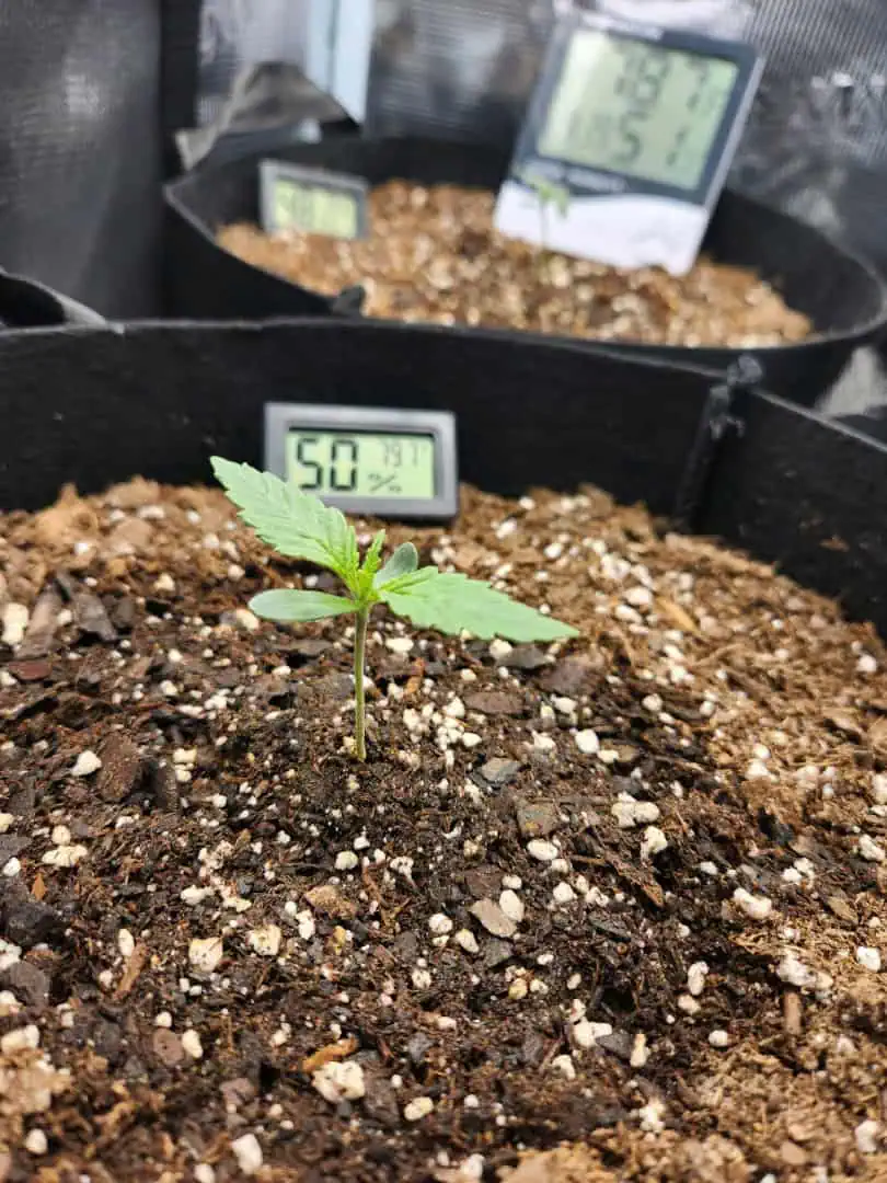 Autoflower grow. my first grow β seedling_rooting, day 8