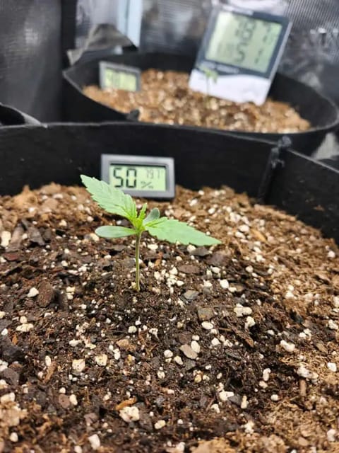 Autoflower grow. my first grow — seedling_rooting, day 8