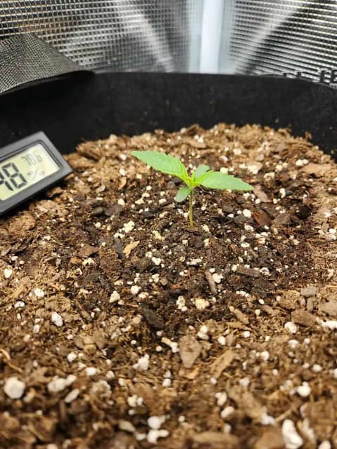 Autoflower grow. my first grow — seedling_rooting, day 8