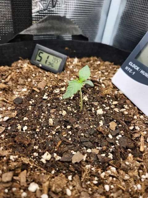 Autoflower grow. my first grow — seedling_rooting, day 8