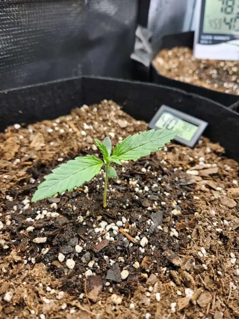 Autoflower grow. my first grow — seedling_rooting, day 9