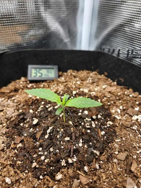 Autoflower grow. my first grow — seedling_rooting, day 9