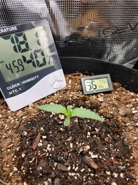 Autoflower grow. my first grow — seedling_rooting, day 9