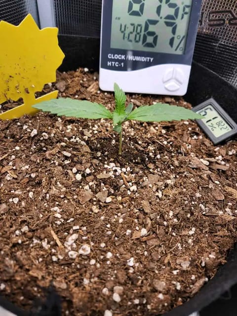 Autoflower grow. my first grow — seedling_rooting, day 10
