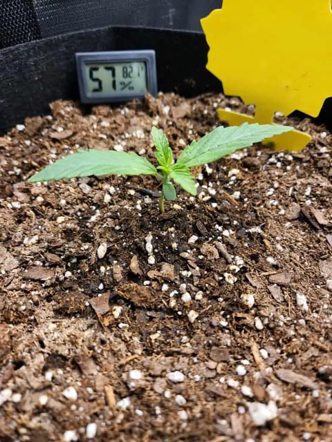 Autoflower grow. my first grow — seedling_rooting, day 10