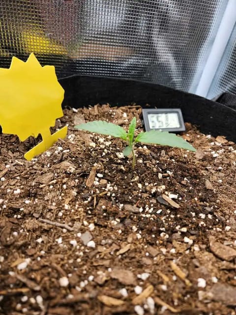Autoflower grow. my first grow — seedling_rooting, day 10
