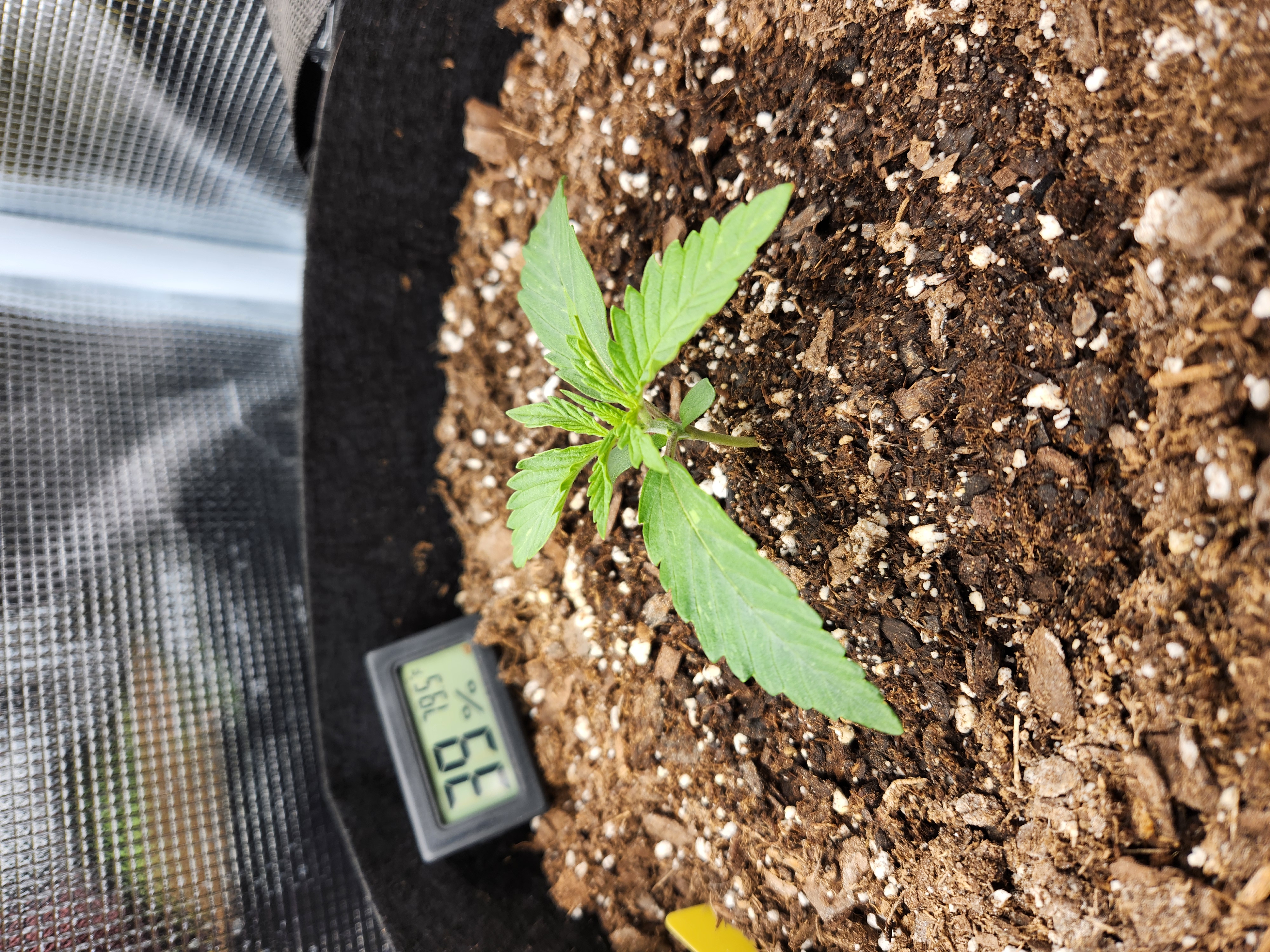 Autoflower grow. my first grow β seedling_rooting, day 11