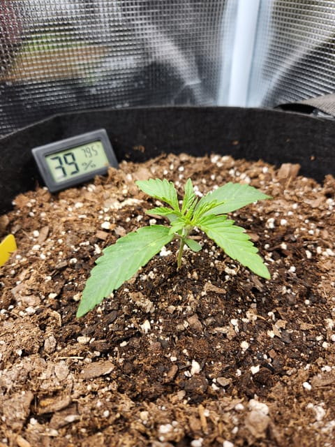 Autoflower grow. my first grow — seedling_rooting, day 11