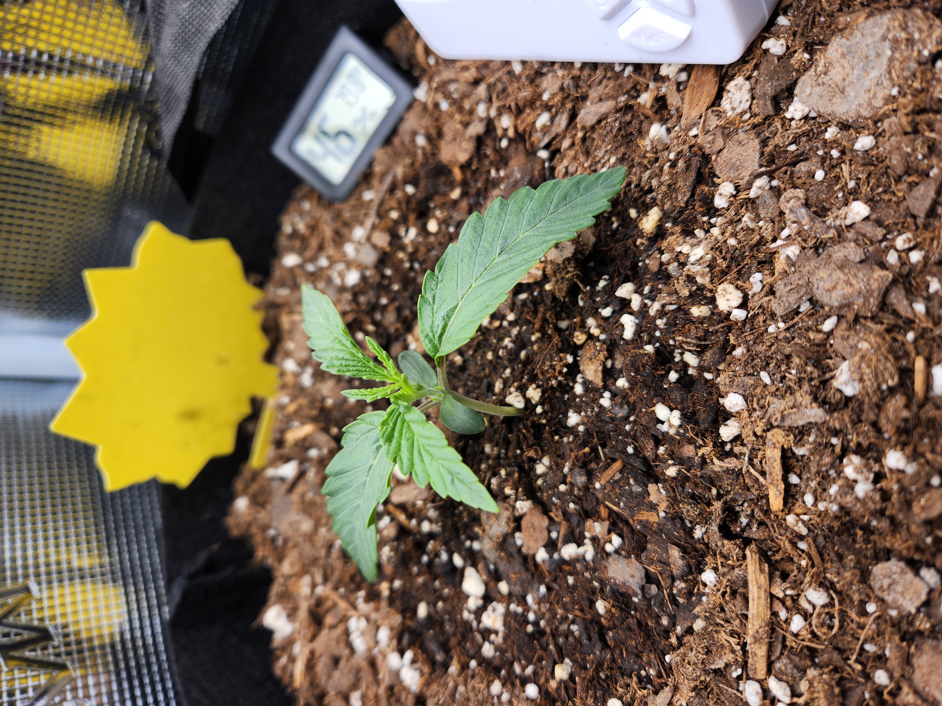 Autoflower grow. my first grow β seedling_rooting, day 11