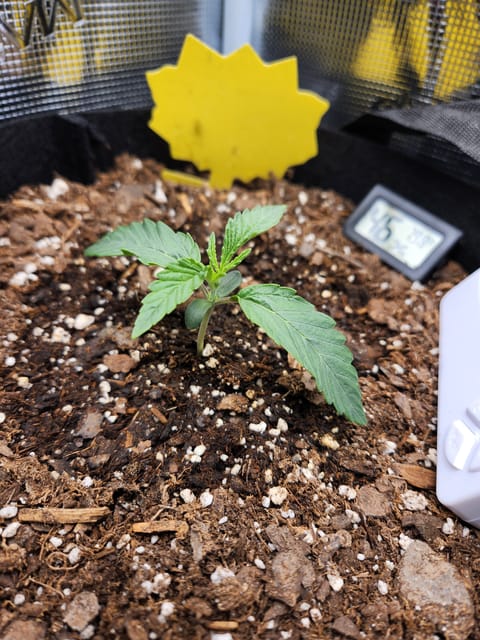 Autoflower grow. my first grow — seedling_rooting, day 11