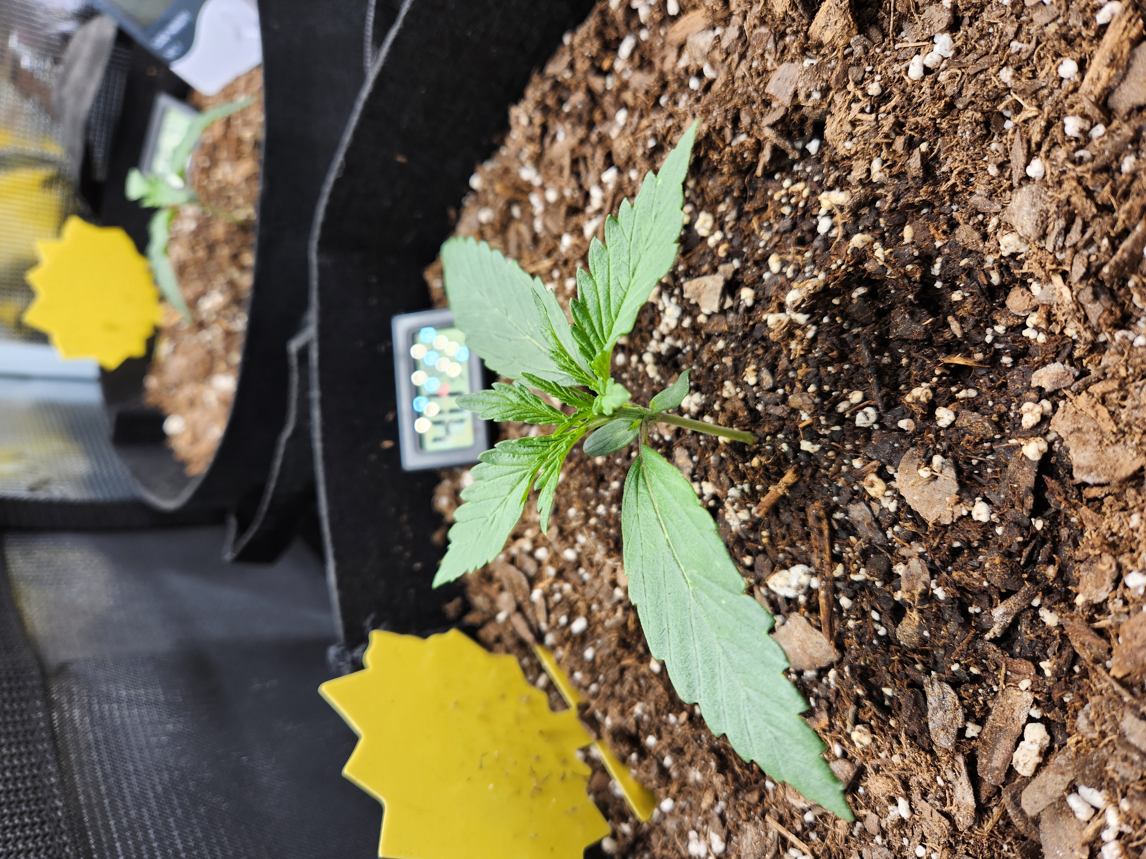 Autoflower grow. my first grow β seedling_rooting, day 11