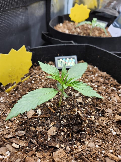 Autoflower grow. my first grow — seedling_rooting, day 11