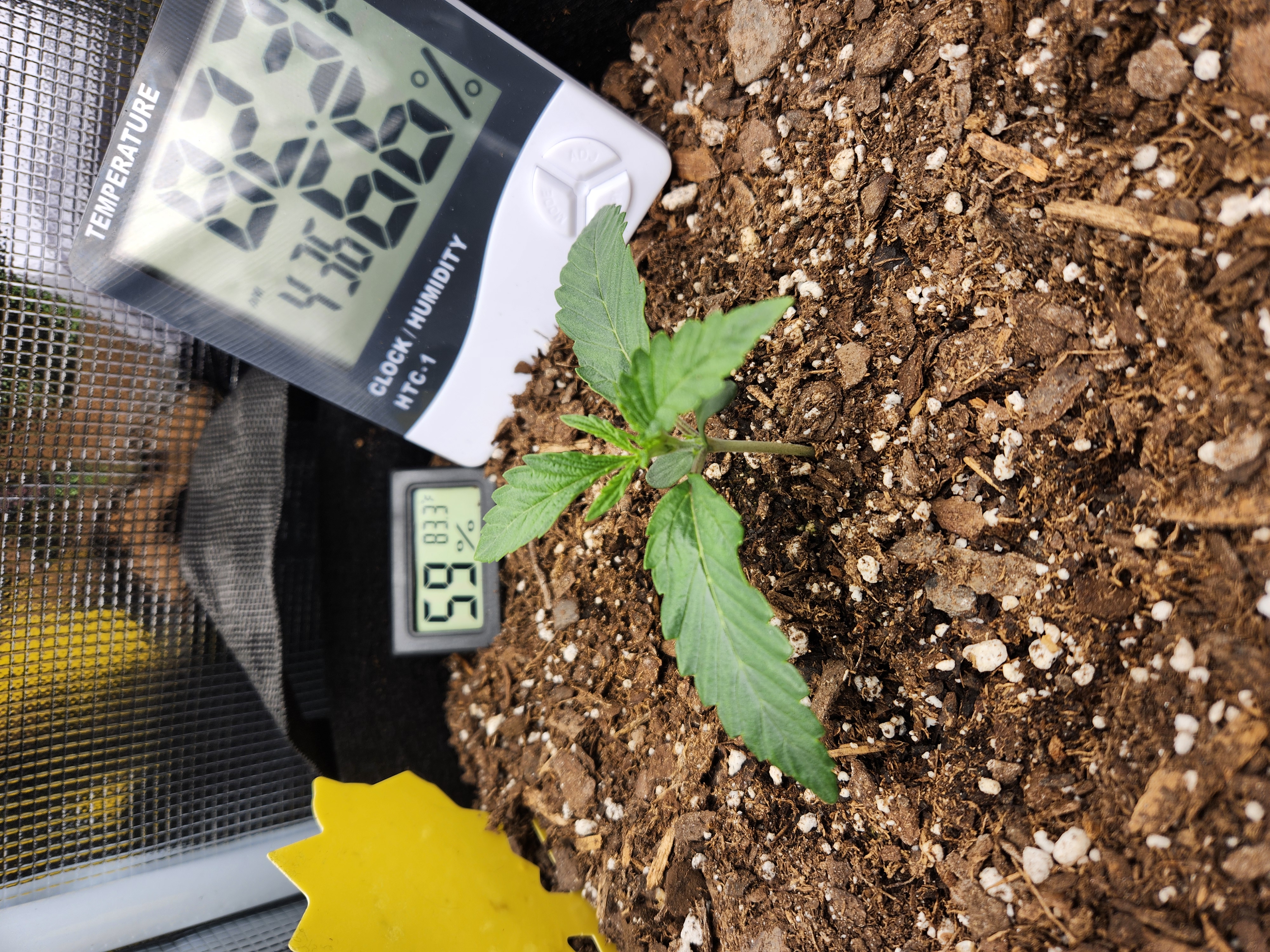 Autoflower grow. my first grow β seedling_rooting, day 12