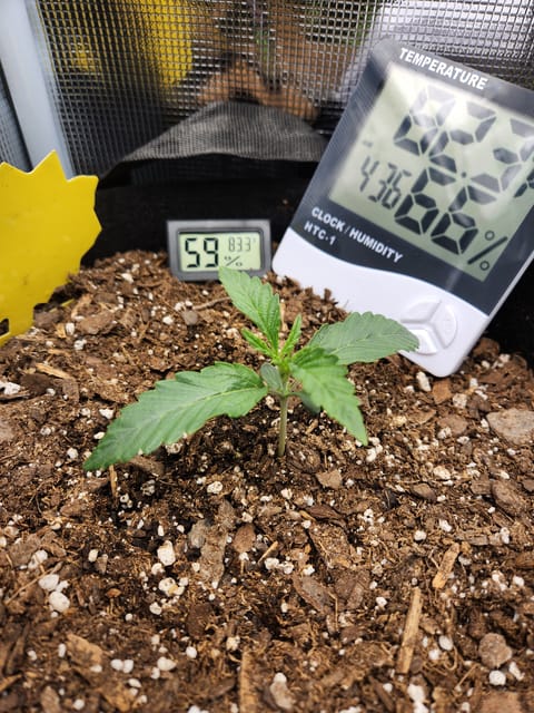 Autoflower grow. my first grow — seedling_rooting, day 12