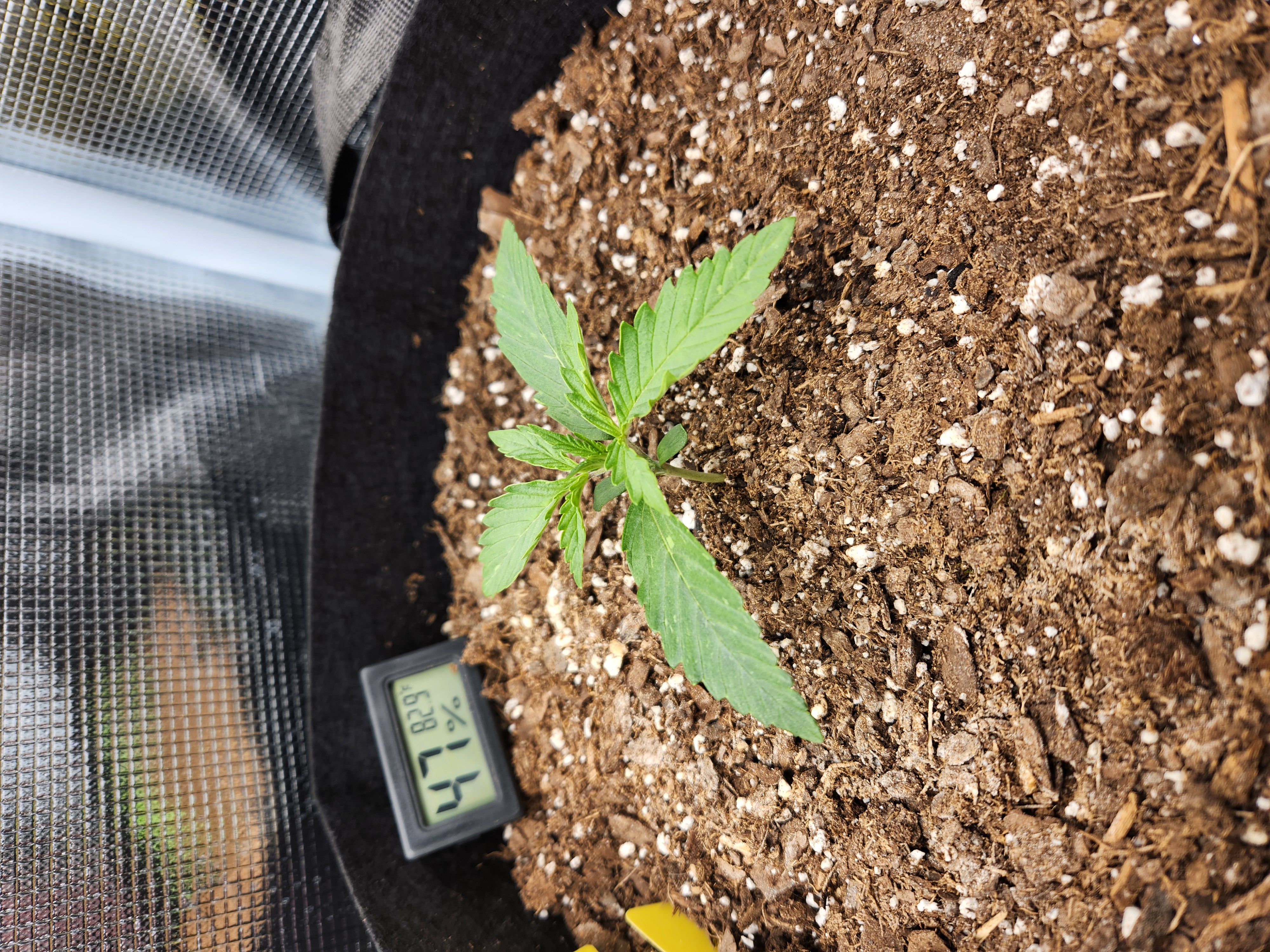 Autoflower grow. my first grow β seedling_rooting, day 12
