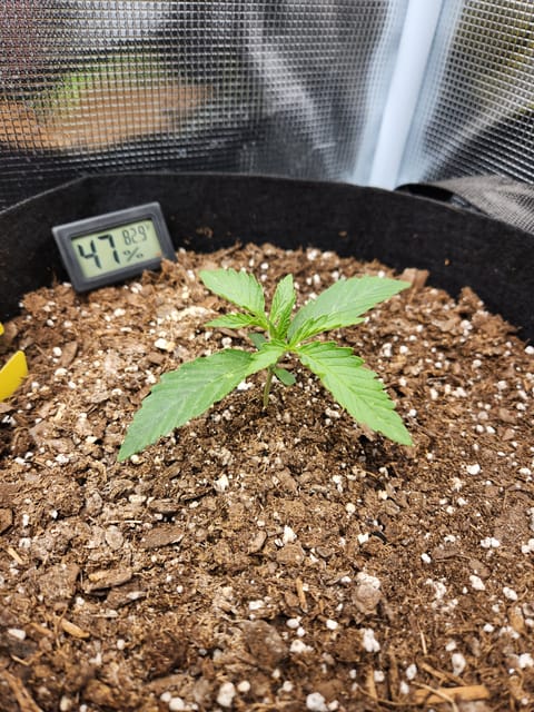 Autoflower grow. my first grow — seedling_rooting, day 12