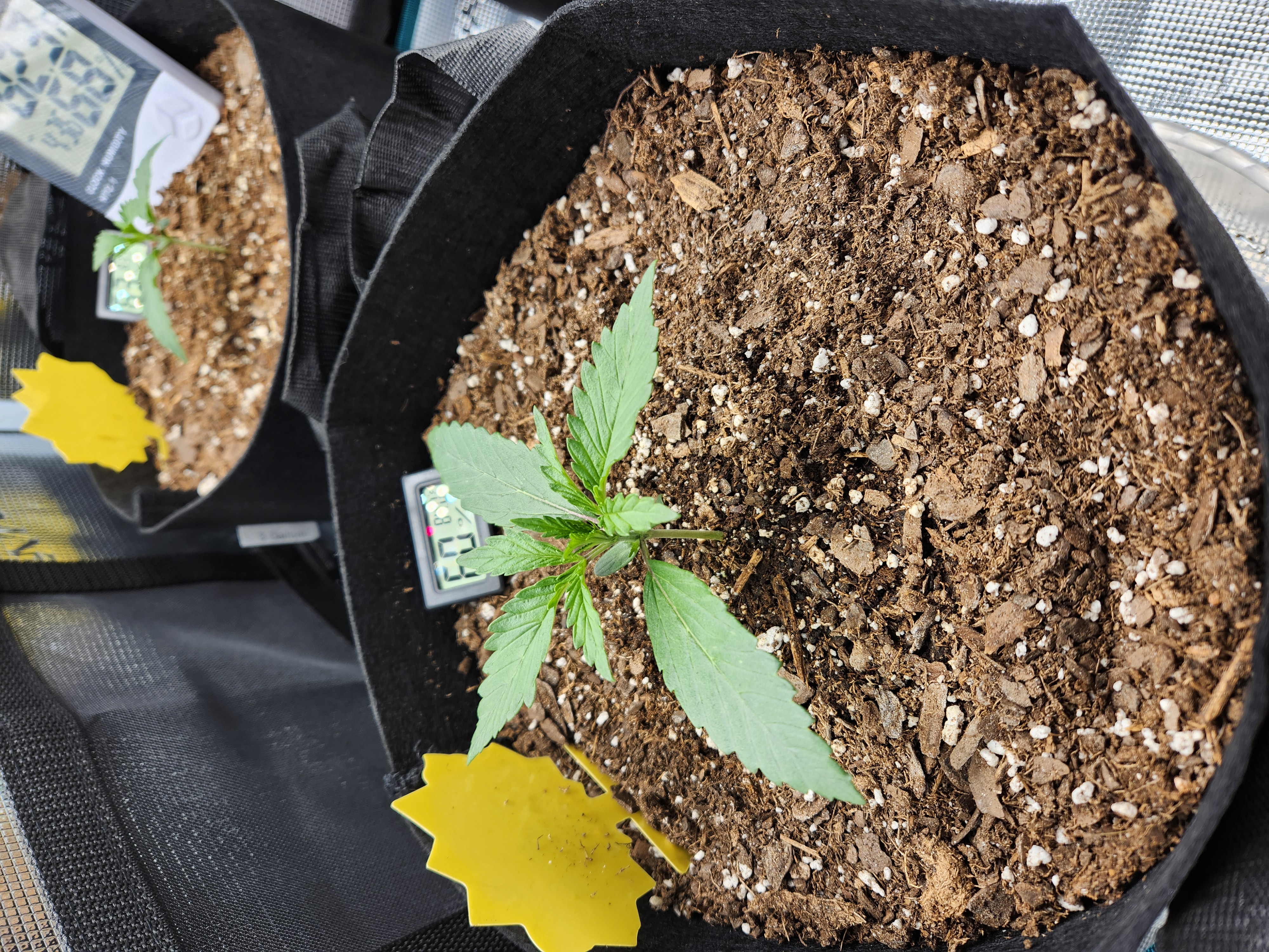 Autoflower grow. my first grow β seedling_rooting, day 12