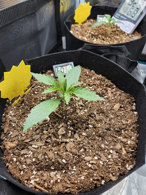 Autoflower grow. my first grow — seedling_rooting, day 12