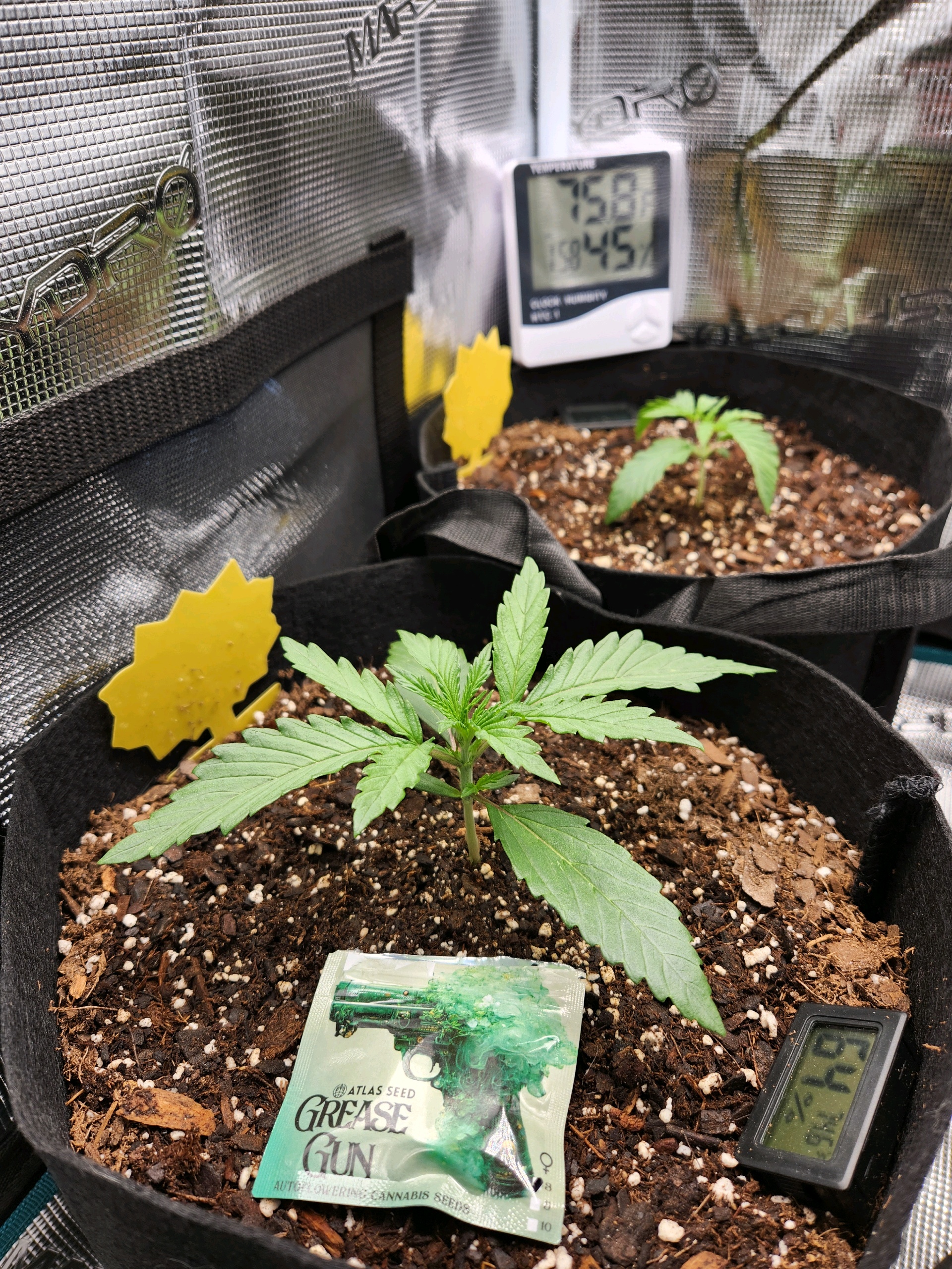 Autoflower grow. my first grow β seedling_rooting, day 13