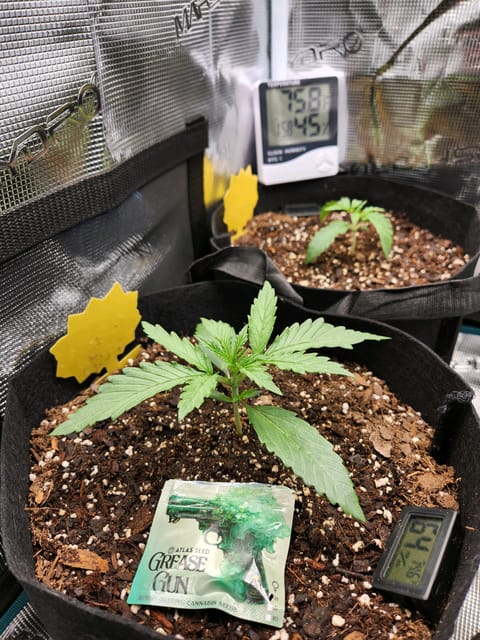 Autoflower grow. my first grow — seedling_rooting, day 13