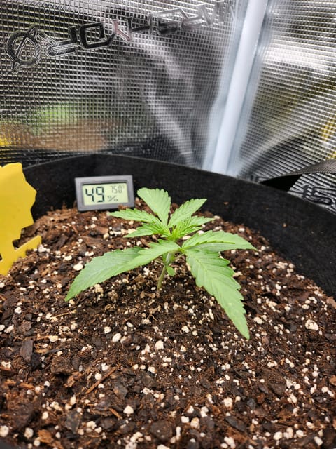 Autoflower grow. my first grow — seedling_rooting, day 13