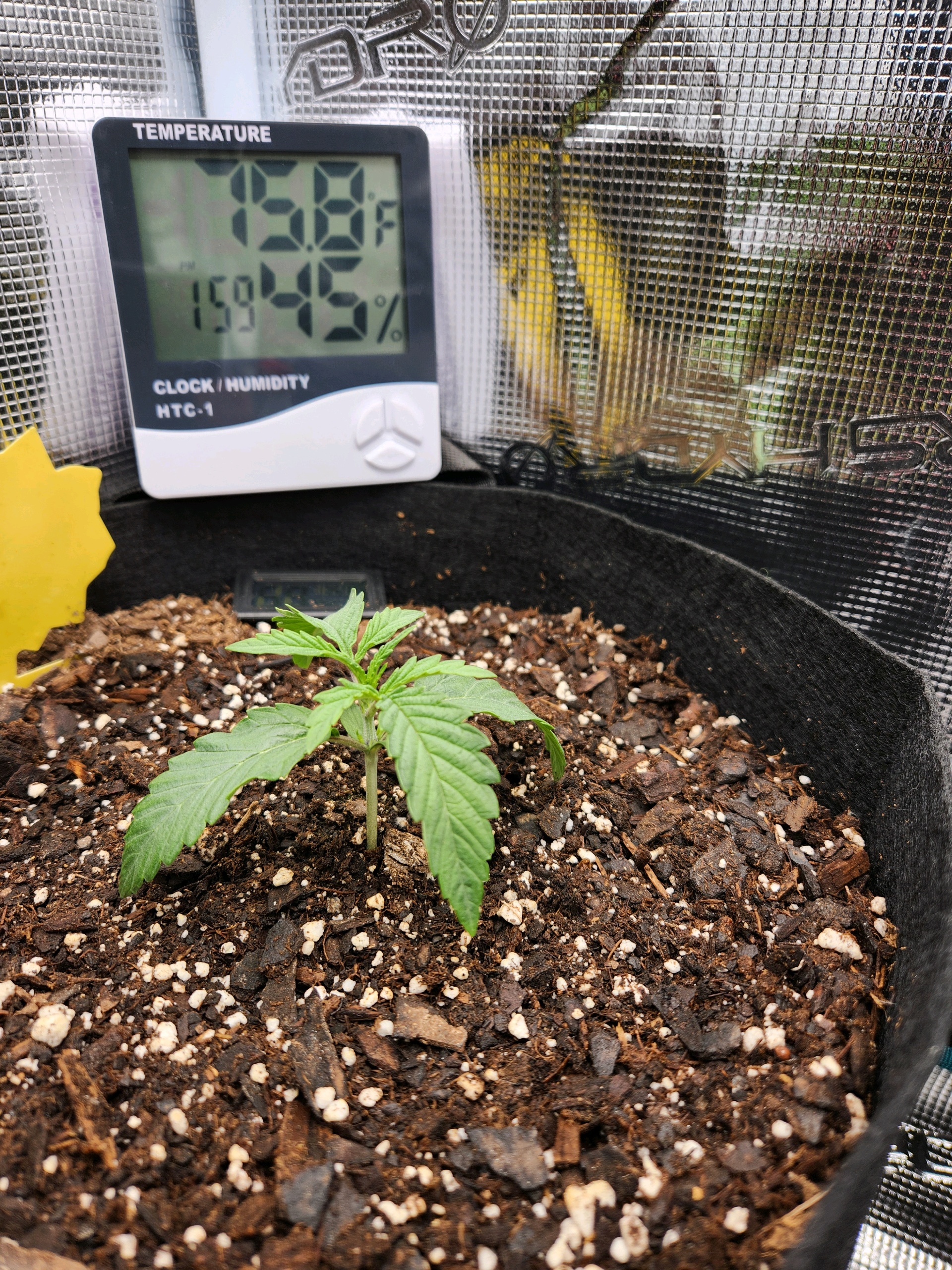 Autoflower grow. my first grow β seedling_rooting, day 13