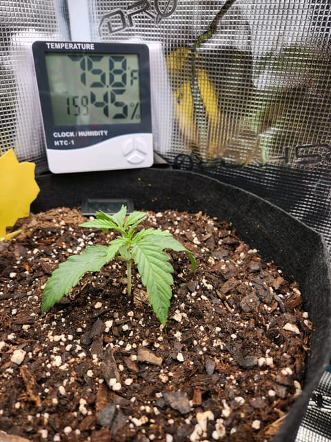 Autoflower grow. my first grow — seedling_rooting, day 13