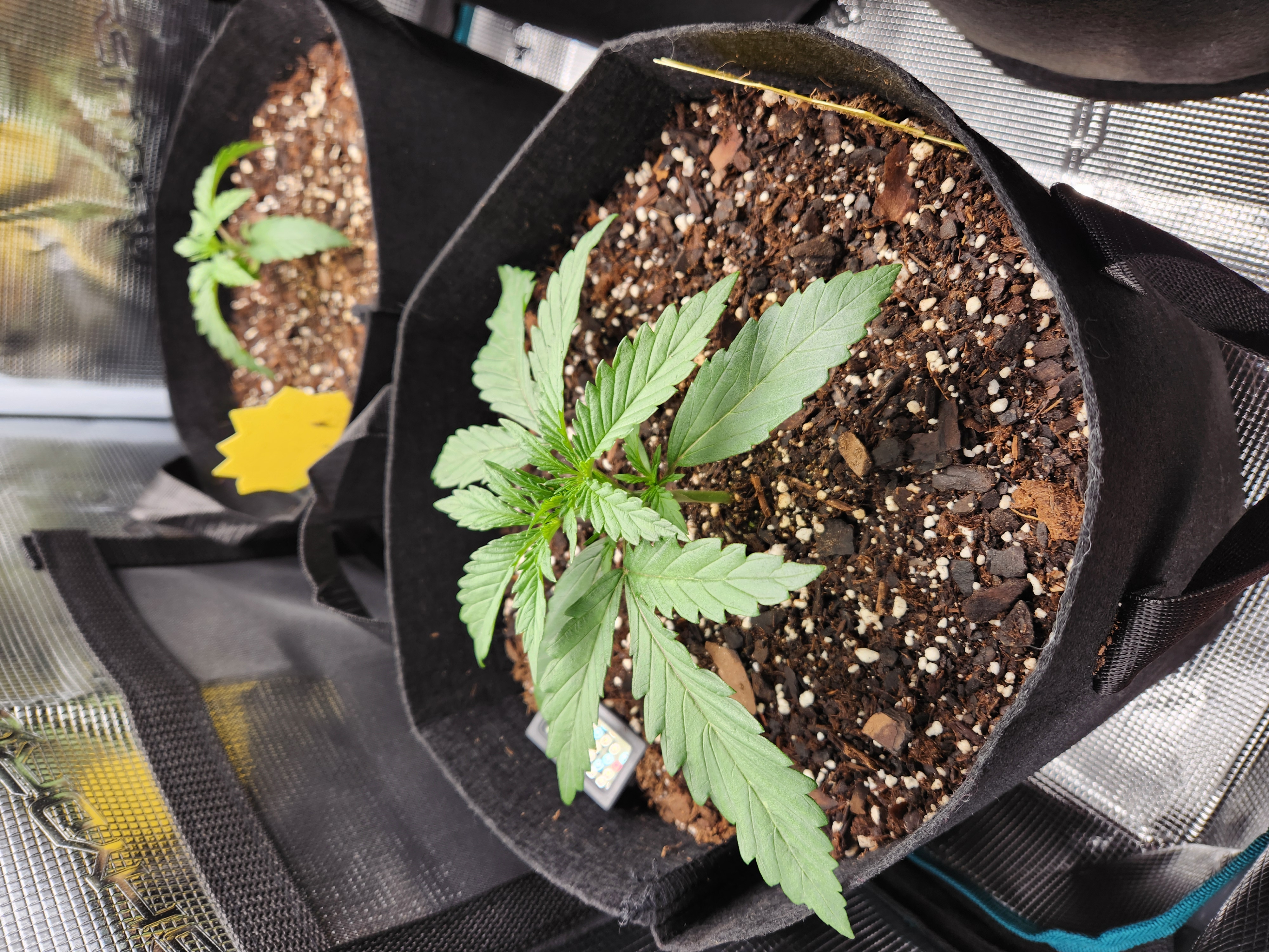 Autoflower grow. my first grow β seedling_rooting, day 14