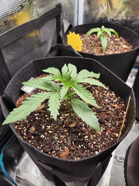Autoflower grow. my first grow — seedling_rooting, day 14
