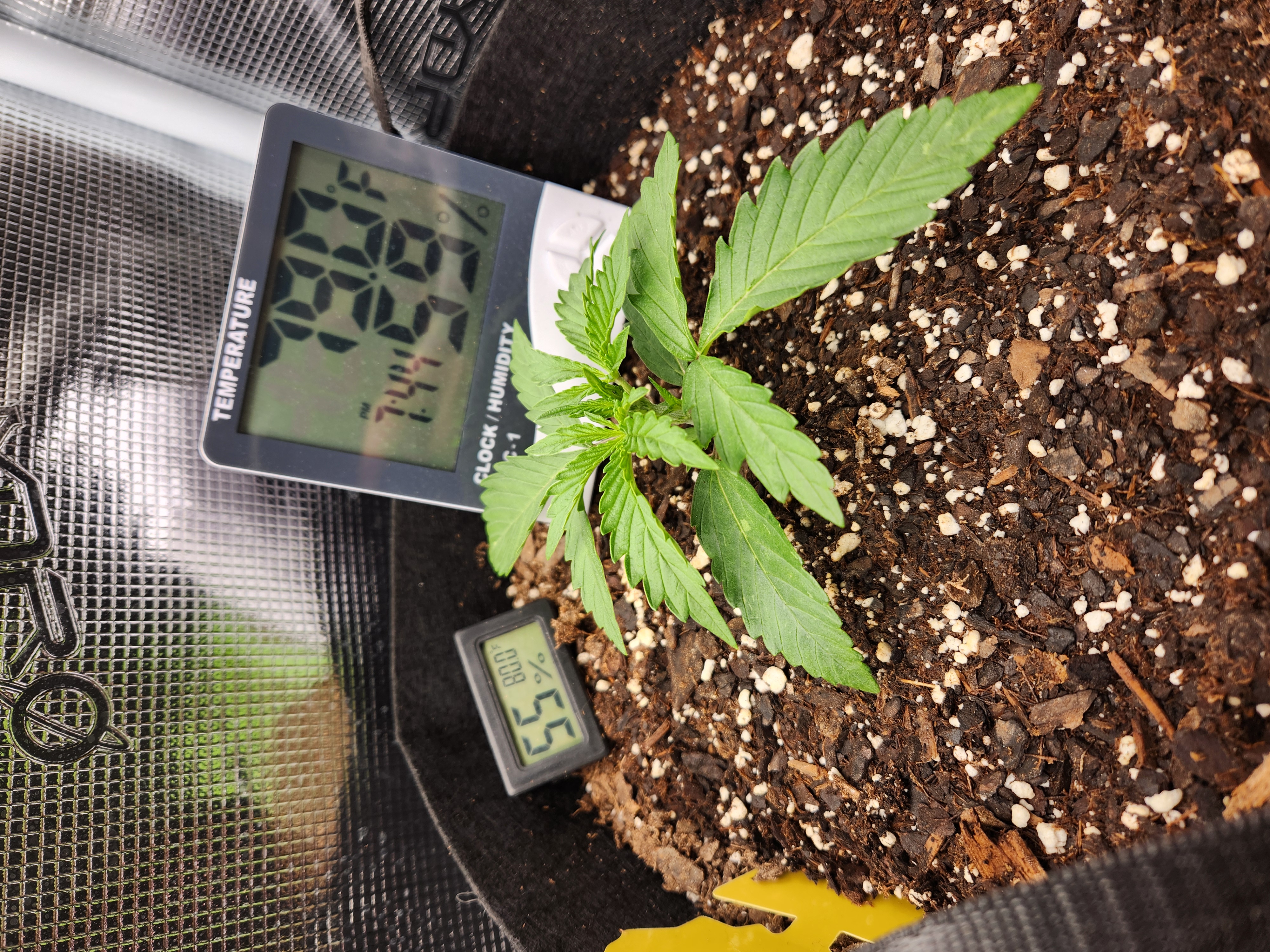 Autoflower grow. my first grow β seedling_rooting, day 14