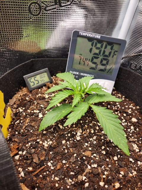Autoflower grow. my first grow — seedling_rooting, day 14