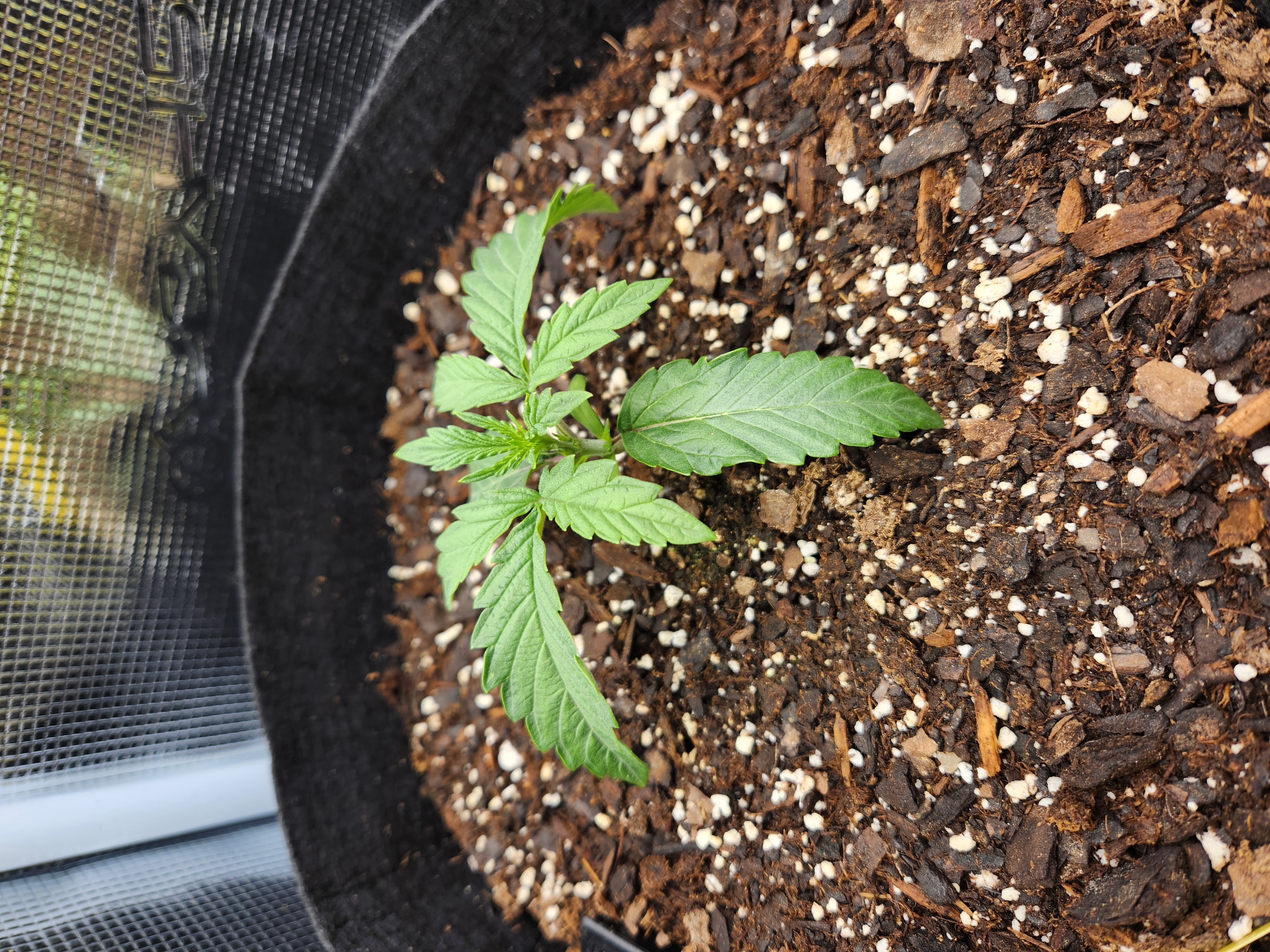 Autoflower grow. my first grow β seedling_rooting, day 14