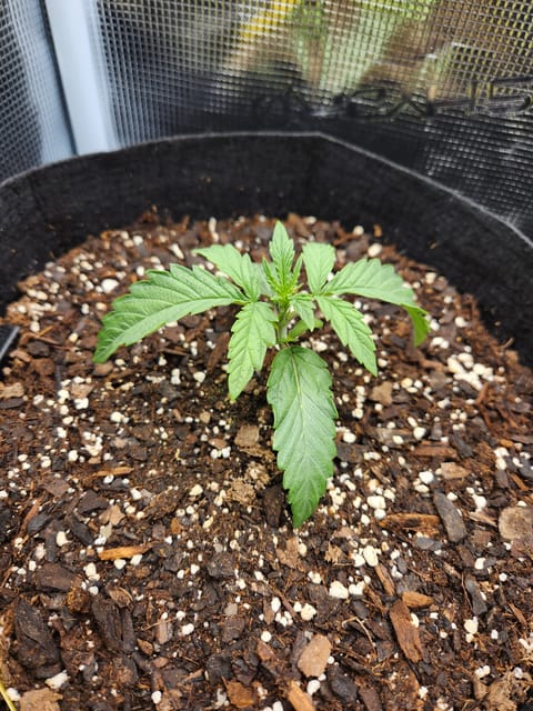 Autoflower grow. my first grow — seedling_rooting, day 14