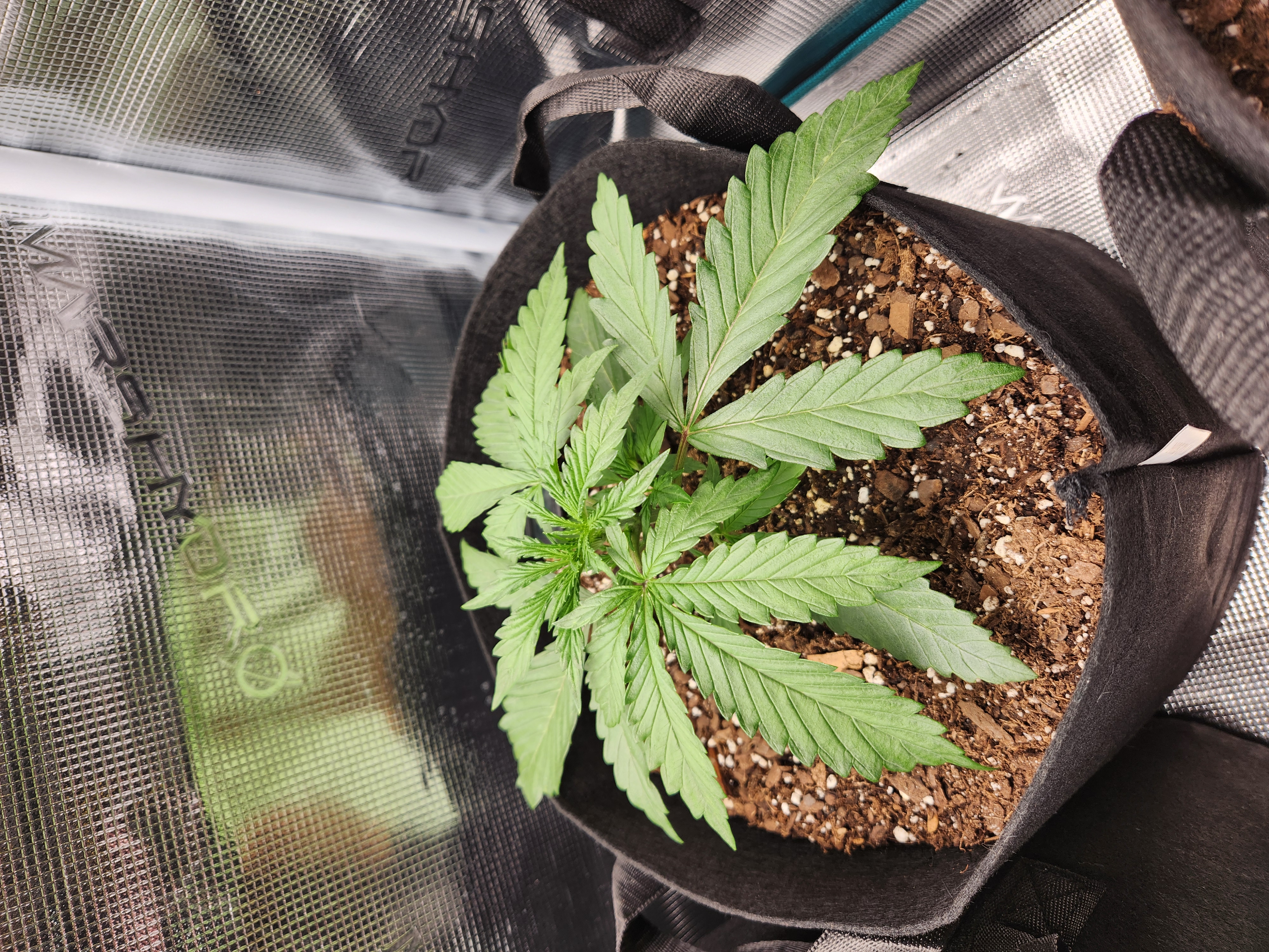 Autoflower grow. my first grow β vegetative, day 16