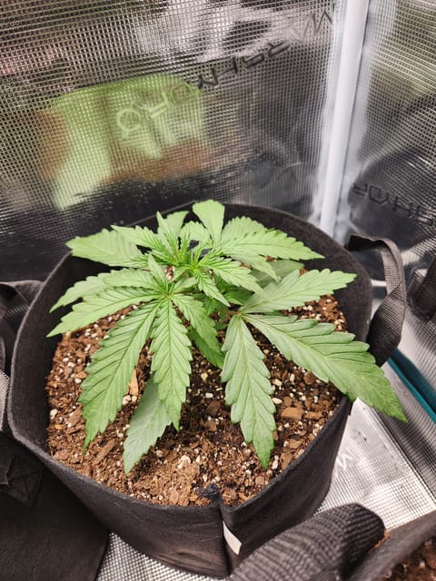 Autoflower grow. my first grow — vegetative, day 16