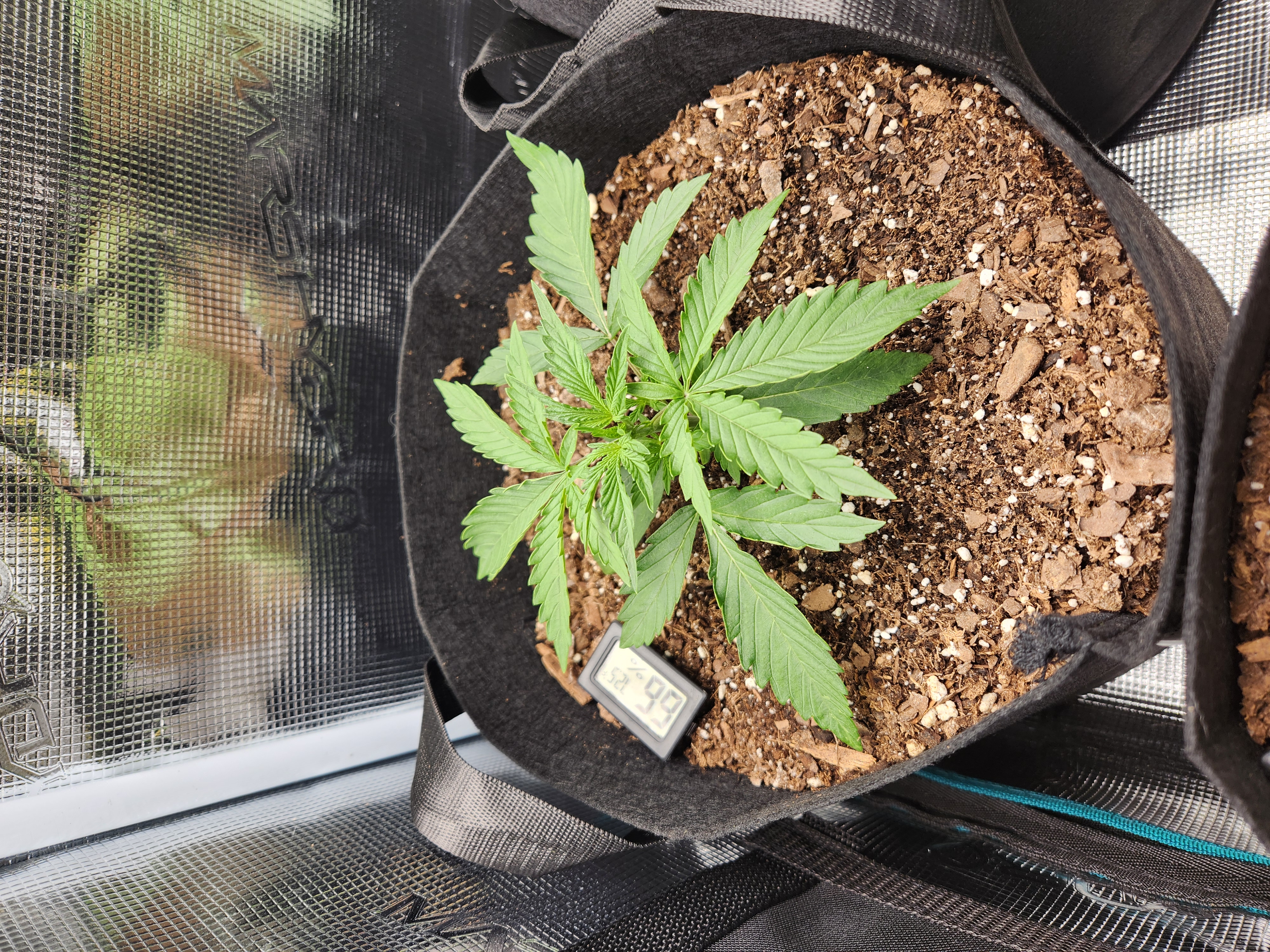 Autoflower grow. my first grow β vegetative, day 16