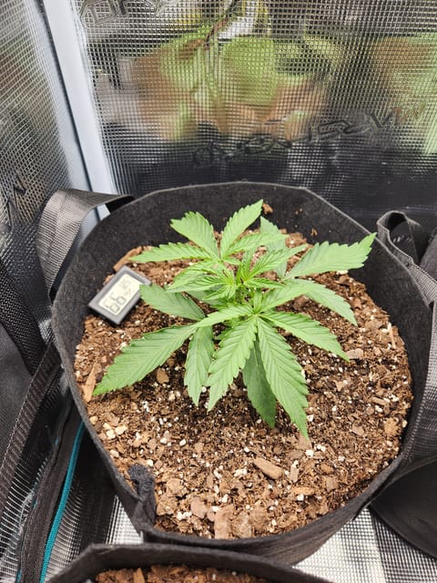 Autoflower grow. my first grow — vegetative, day 16
