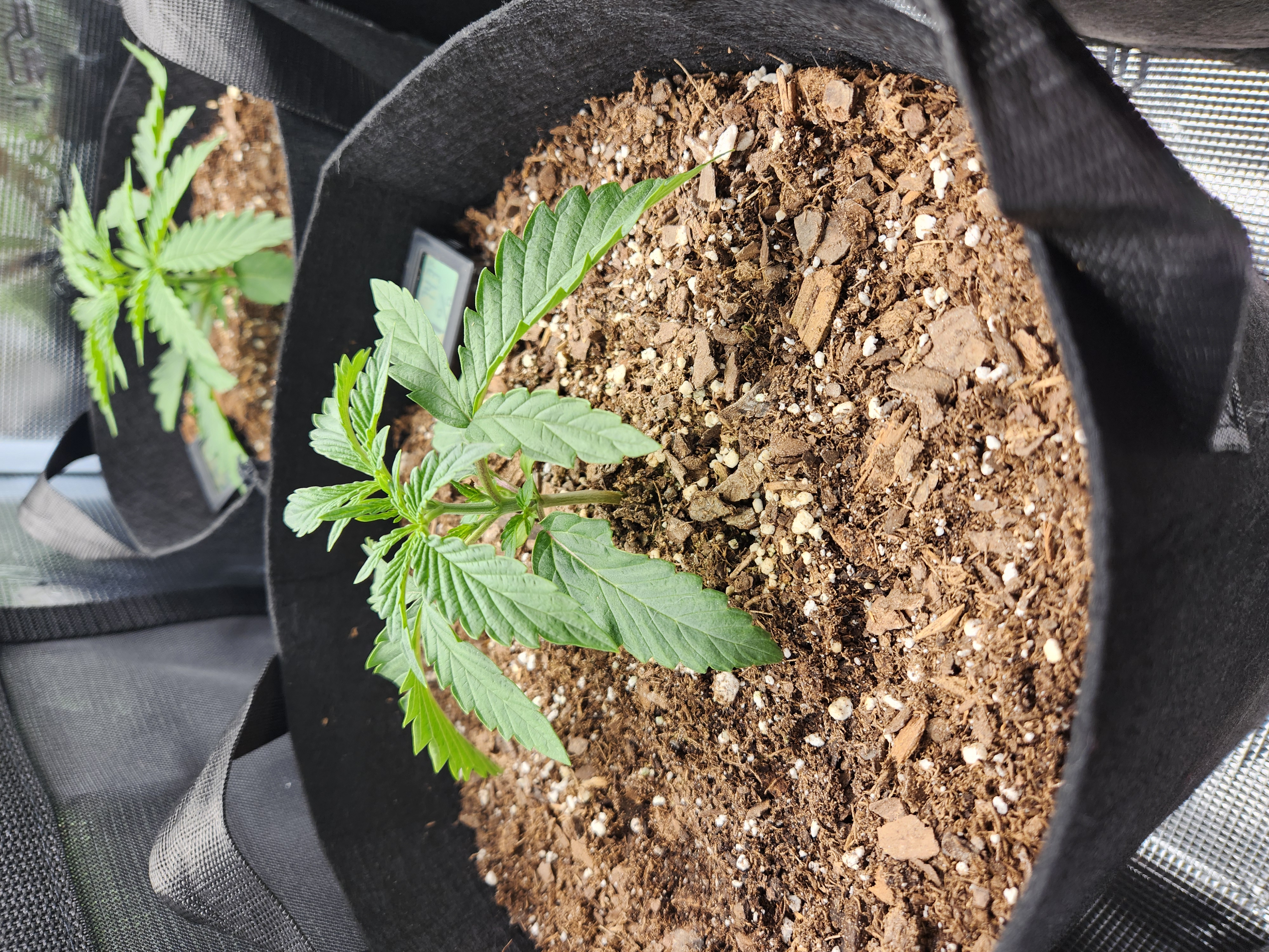 Autoflower grow. my first grow β vegetative, day 16