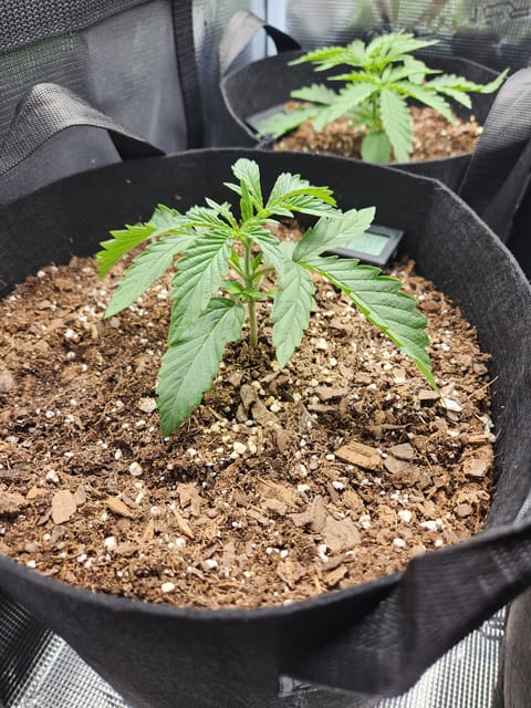 Autoflower grow. my first grow — vegetative, day 16