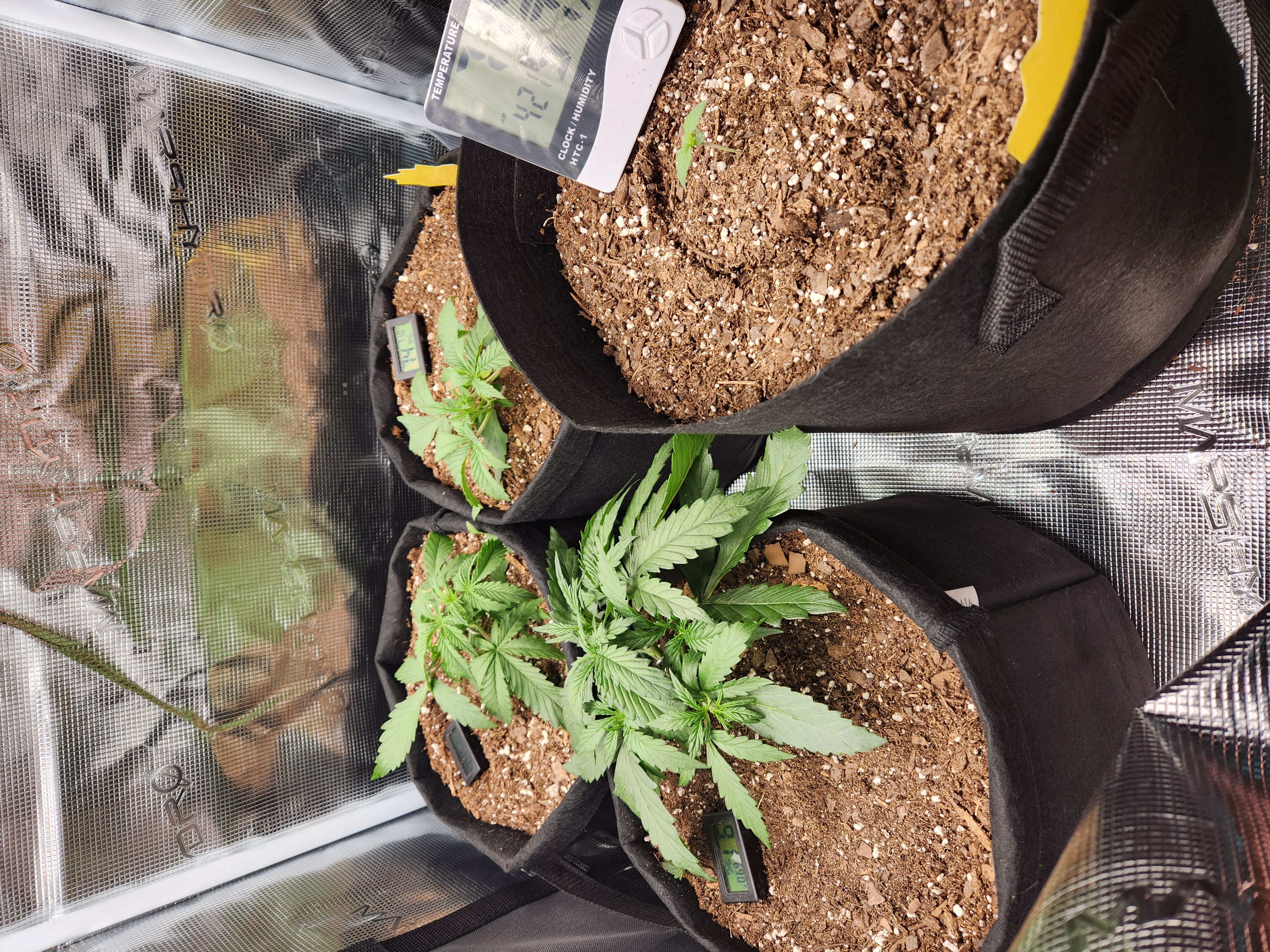 Autoflower grow. my first grow β vegetative, day 19