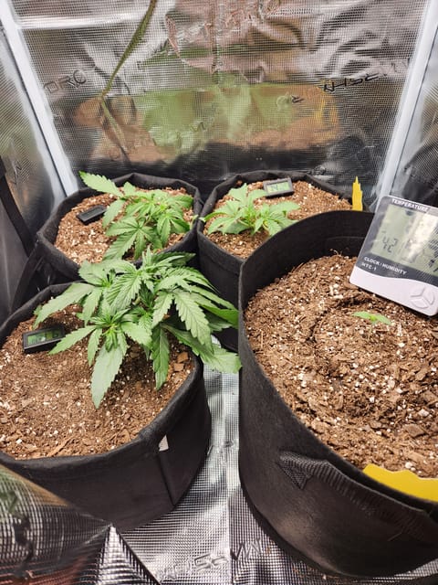Autoflower grow. my first grow — vegetative, day 19