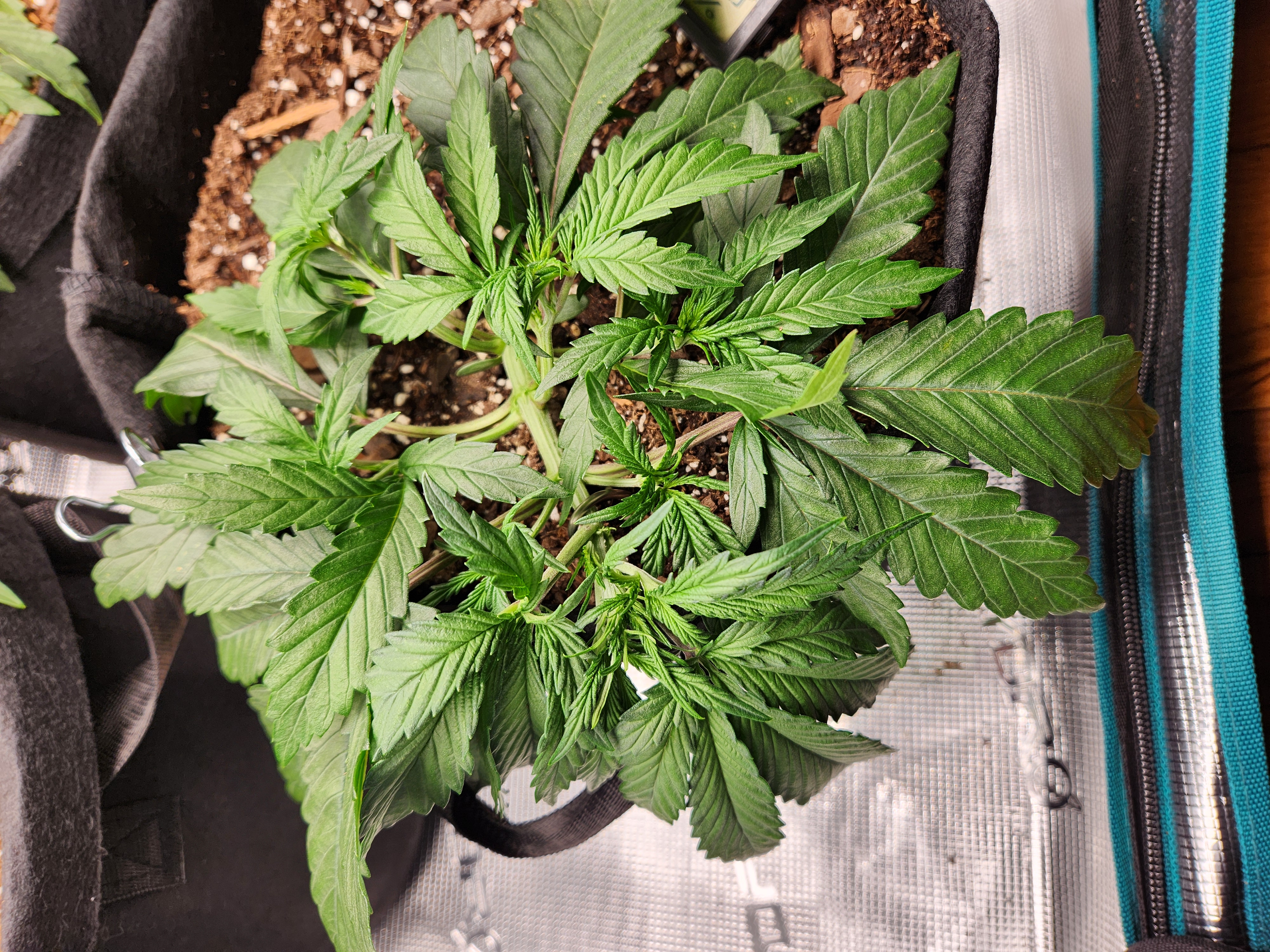 Autoflower grow. my first grow β vegetative, day 20