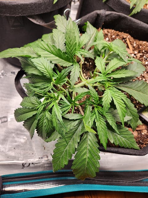 Autoflower grow. my first grow — vegetative, day 20