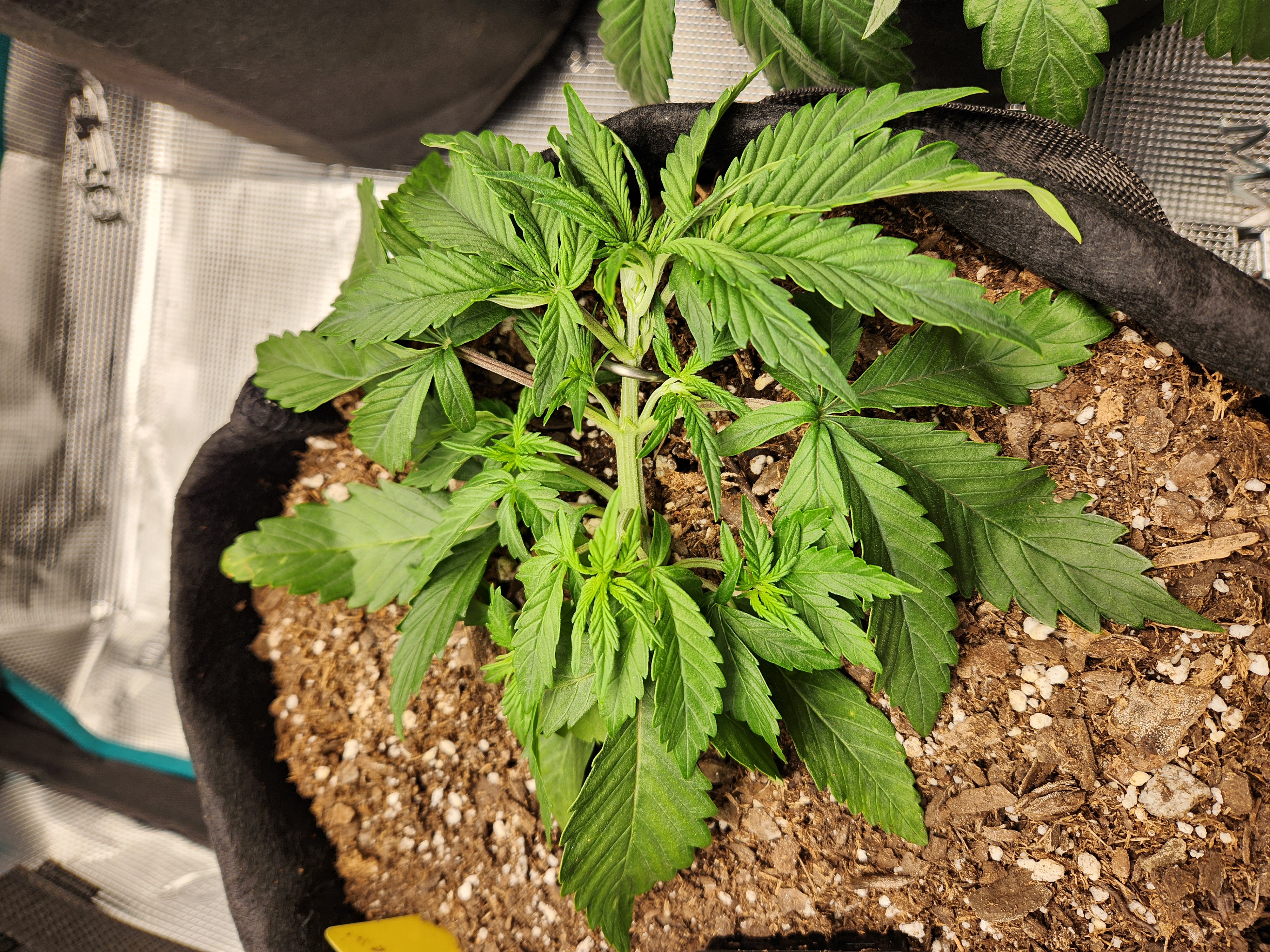 Autoflower grow. my first grow β vegetative, day 20