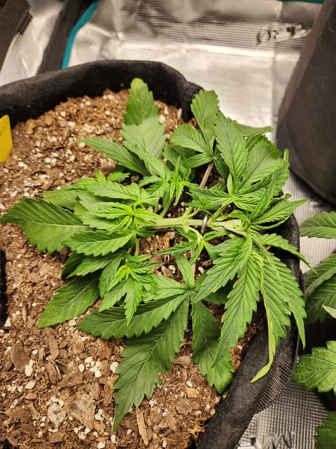 Autoflower grow. my first grow — vegetative, day 20