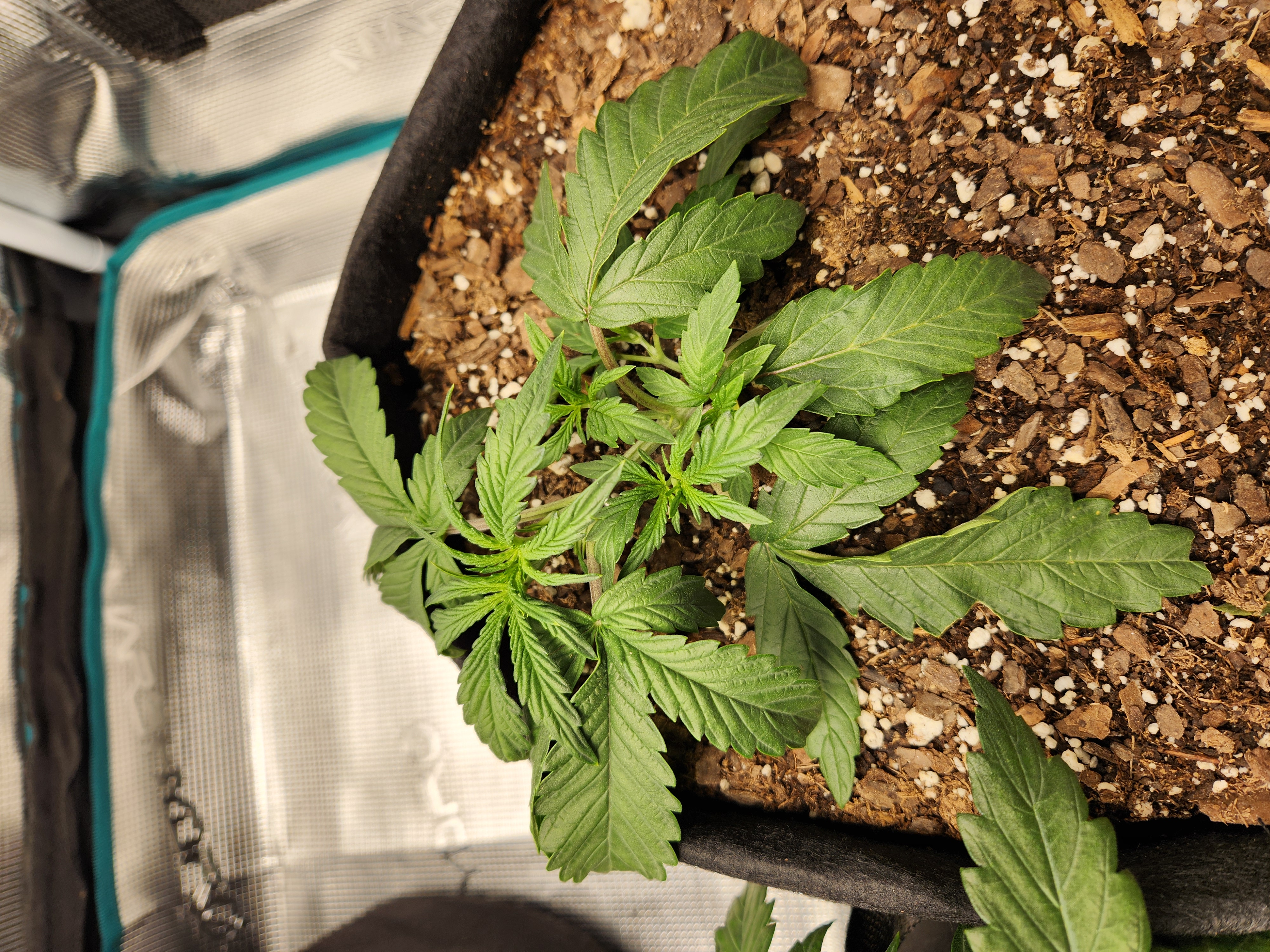 Autoflower grow. my first grow β vegetative, day 20