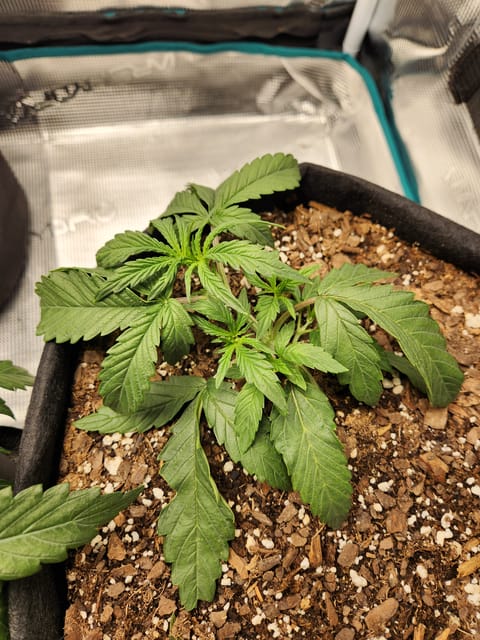 Autoflower grow. my first grow — vegetative, day 20