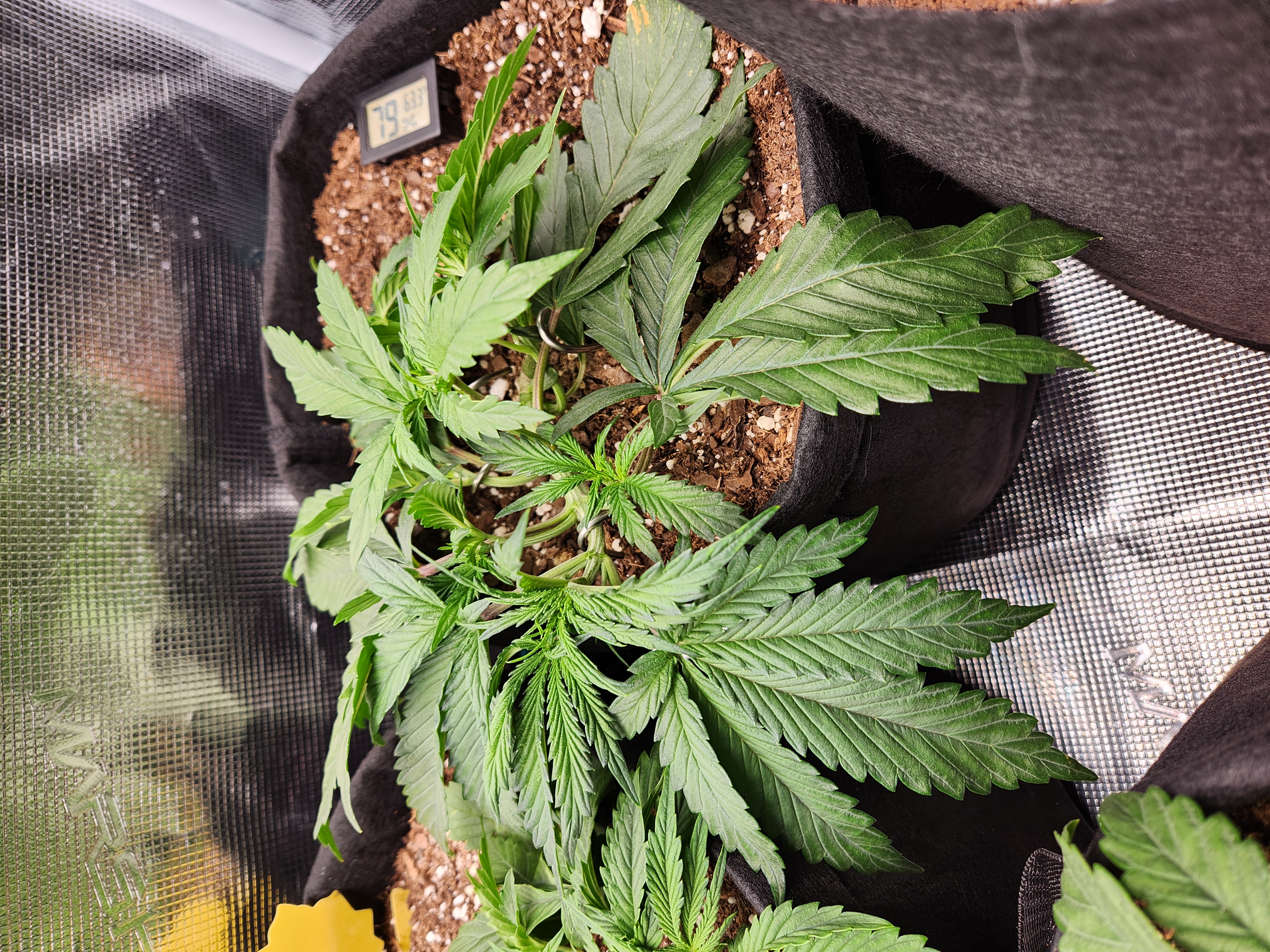 Autoflower grow. my first grow β vegetative, day 21