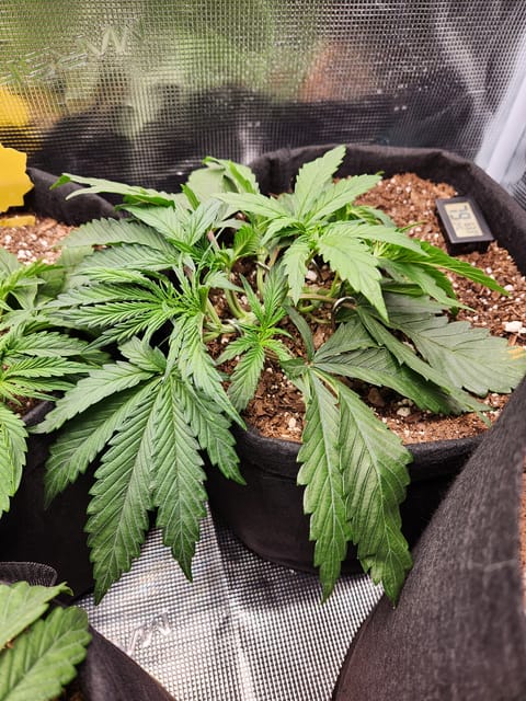 Autoflower grow. my first grow — vegetative, day 21
